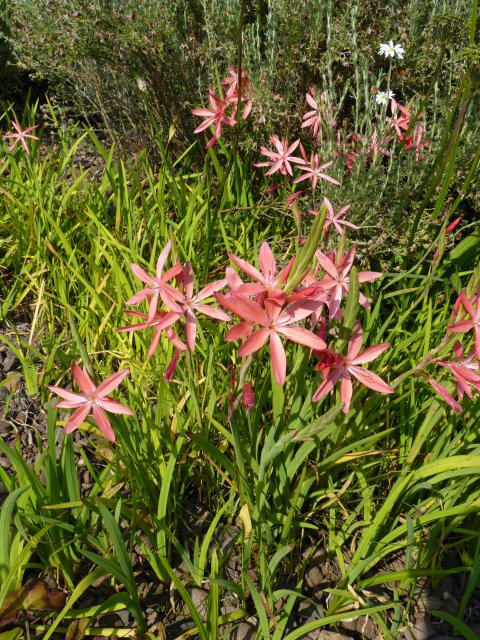 Schizostylis coccinea fleur